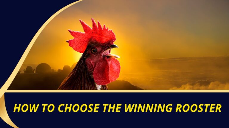 how to choose the winning rooster