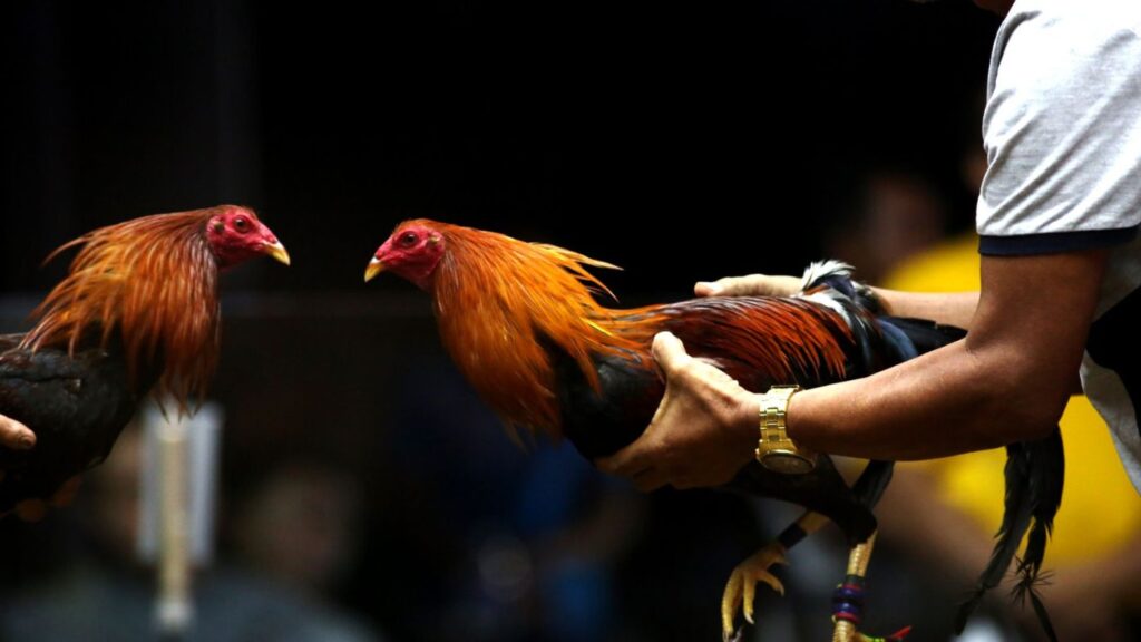 tips to bet on a fighting rooster