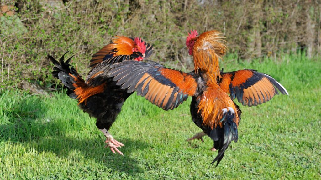 which rooster breeds are aggressive